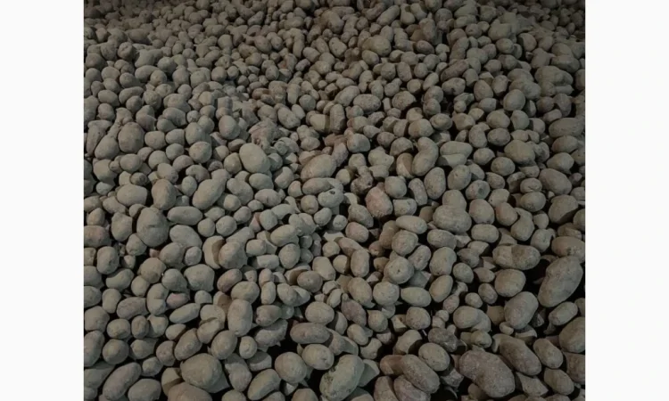 Продаю картоплю Беллароза оптом, 50 тонн - фото № 1