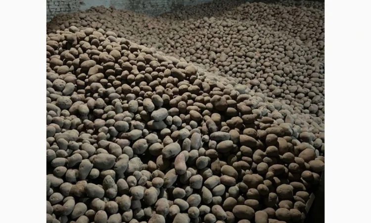 Продаю картоплю Беллароза оптом, 50 тонн - фото № 2