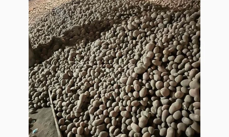 Продаю картоплю Беллароза оптом, 50 тонн - фото № 3