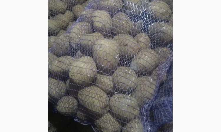 Продаж товарної картоплі від фермерського господарства - фото № 1