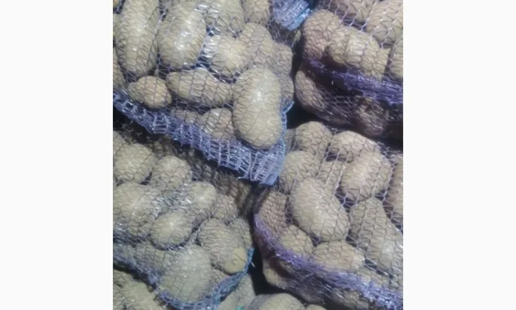 Продаж товарної картоплі від фермерського господарства - фото № 2