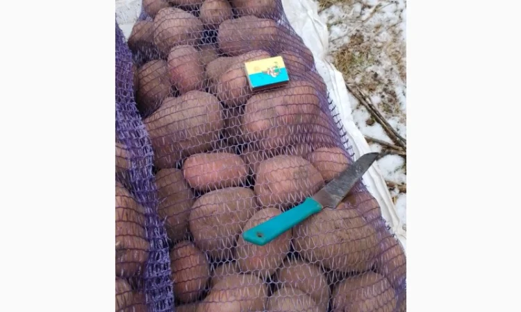 Картопля от производителя - фото № 3