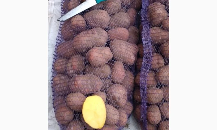 Картопля от производителя - фото № 5