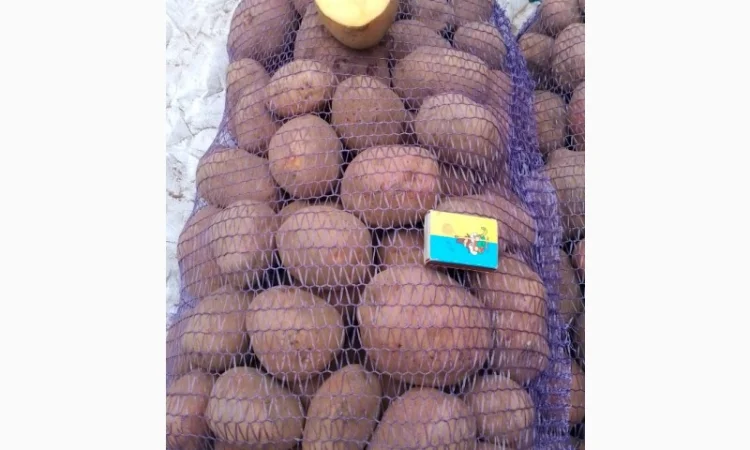 Картопля от производителя - фото № 6