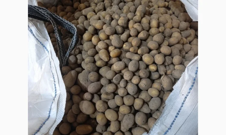 Продаж насіннєвої картоплі сорту Раномі - фото № 1