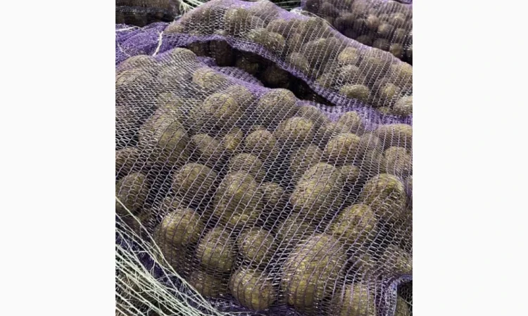 Картопля сортів Мелоді, Сорая, Белароса для гуртової покупки - фото № 1