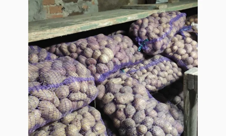 Якісна картопля на продаж - фото № 1