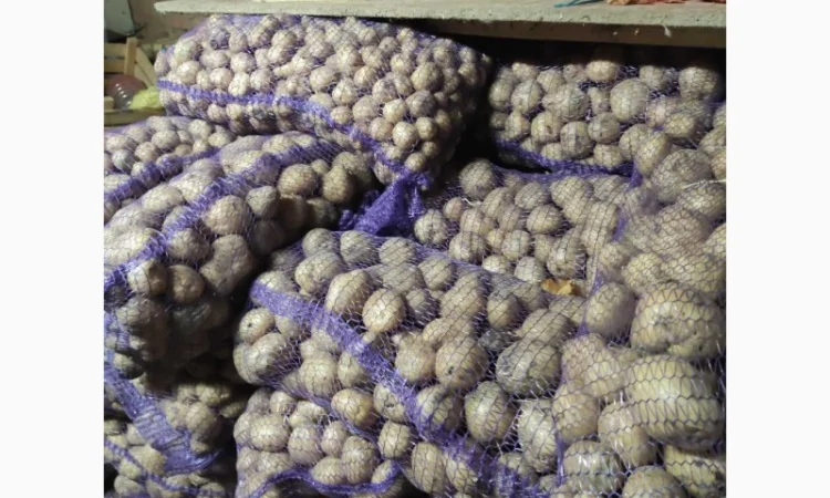 Якісна картопля на продаж - фото № 2