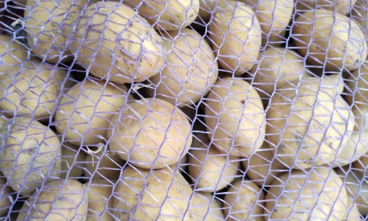 Продаж дрібної картоплі домашнього виробництва - фото № 2