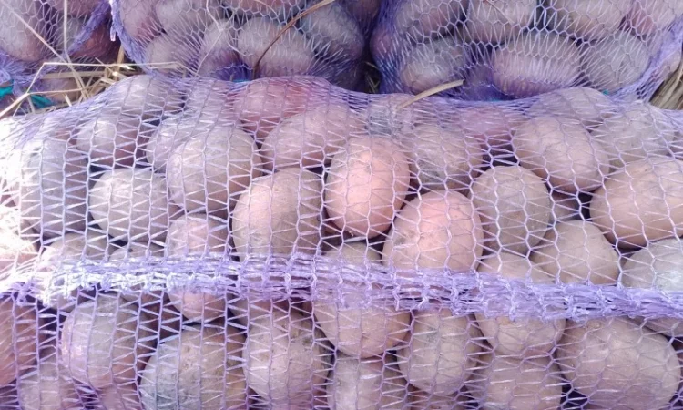 Куплю картоплю від 5 тонн - фото № 1