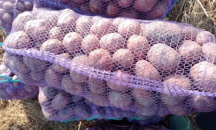 Куплю картоплю від 5 тонн - фото № 2