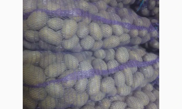 Продаж картоплі сорту Мелоді, 10 тон - фото № 1