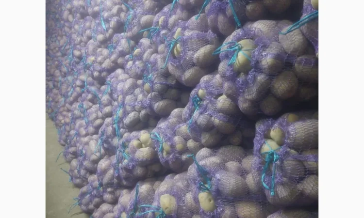 Продаж картоплі сорту Мелоді, 10 тон - фото № 2