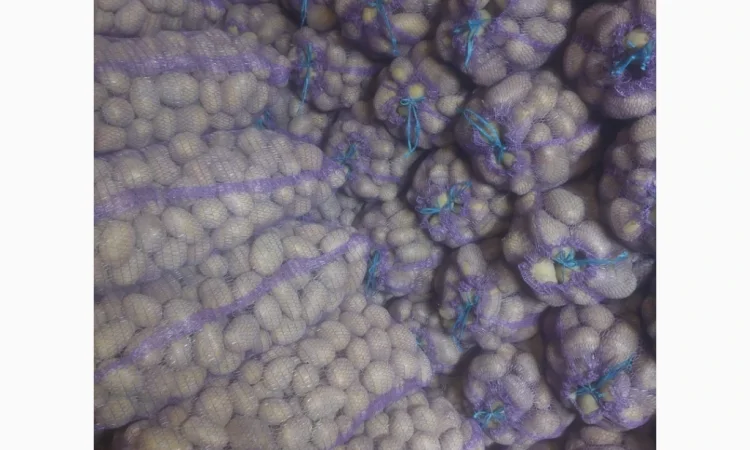 Продаж картоплі сорту Мелоді, 10 тон - фото № 4