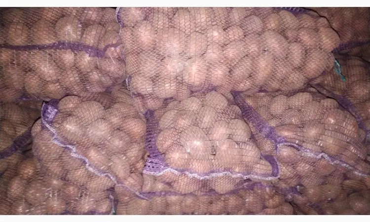 Продам посадочный картофель ручной переборки: коломбо - фото № 1