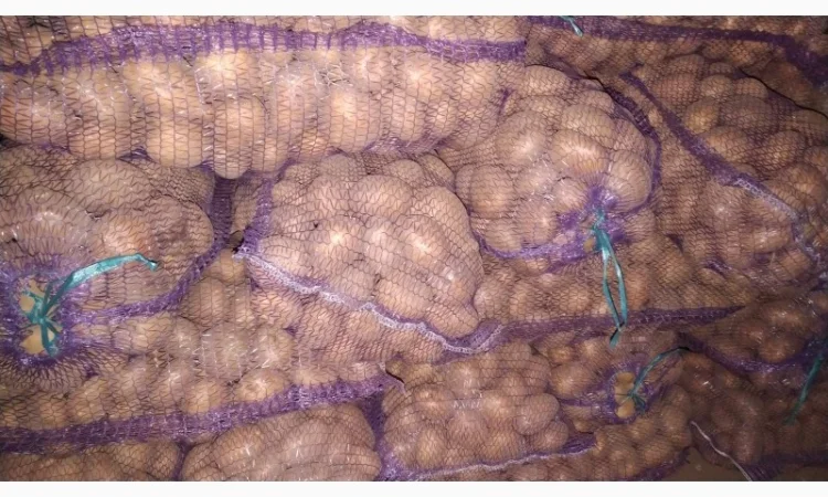 Продаж картоплі коломбо ручної перебірки - фото № 2