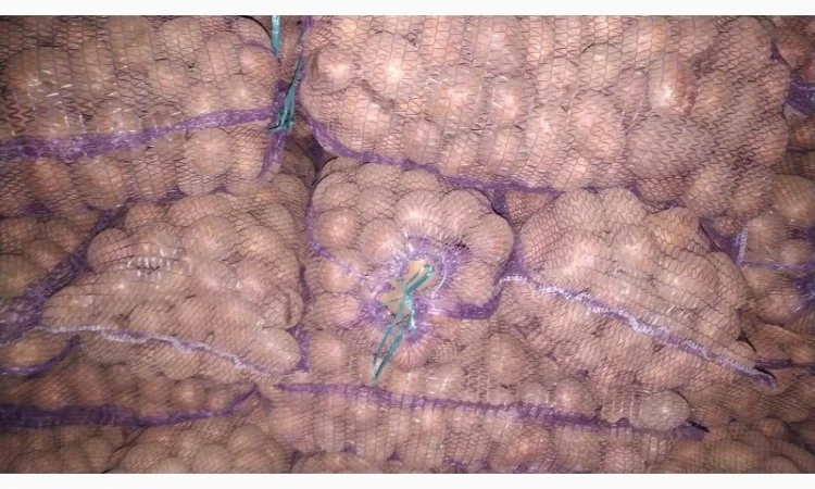 Продаж картоплі коломбо ручної перебірки - фото № 3