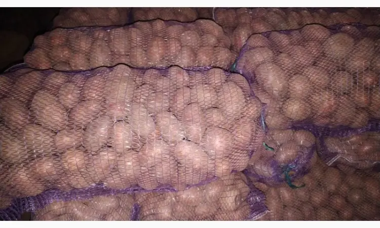 Продам посадочный картофель ручной переборки: коломбо - фото № 3
