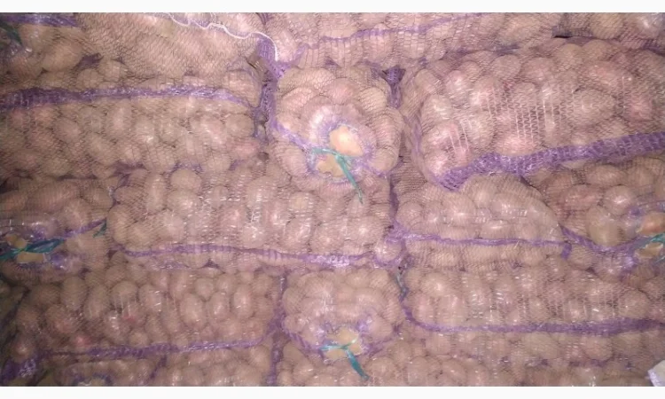 Куплю картоплю ручного перебирання Арізона - фото № 1