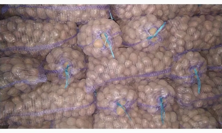 Куплю картоплю ручного перебирання Арізона - фото № 2