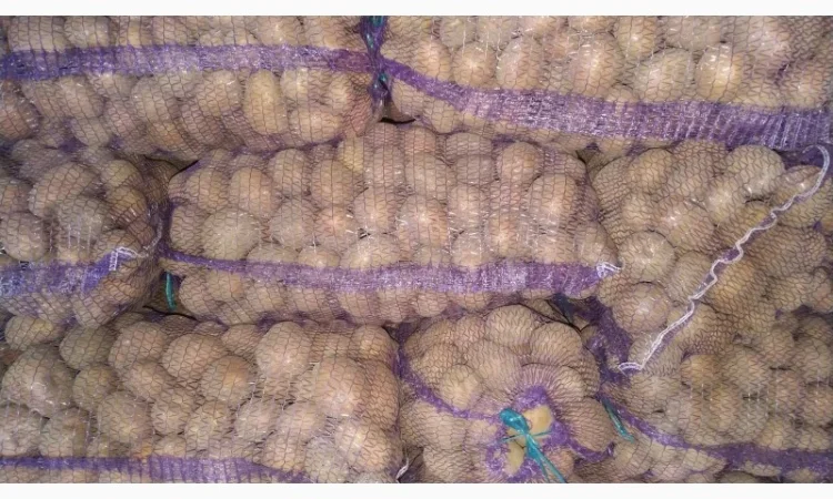 Куплю картоплю ручного перебирання Арізона - фото № 3