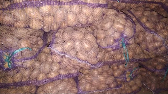 Продаж насінневої картоплі коломбо - фото № 1