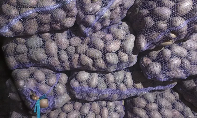 Куплю товарний картоплю хорошої якості - фото № 1