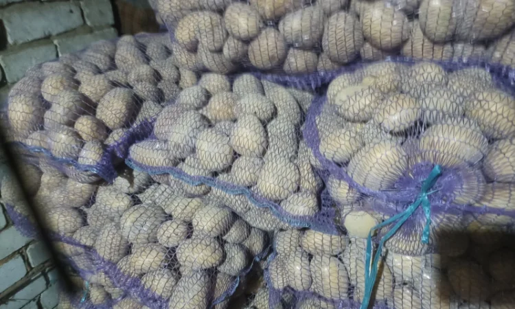 Куплю товарний картоплю хорошої якості - фото № 2