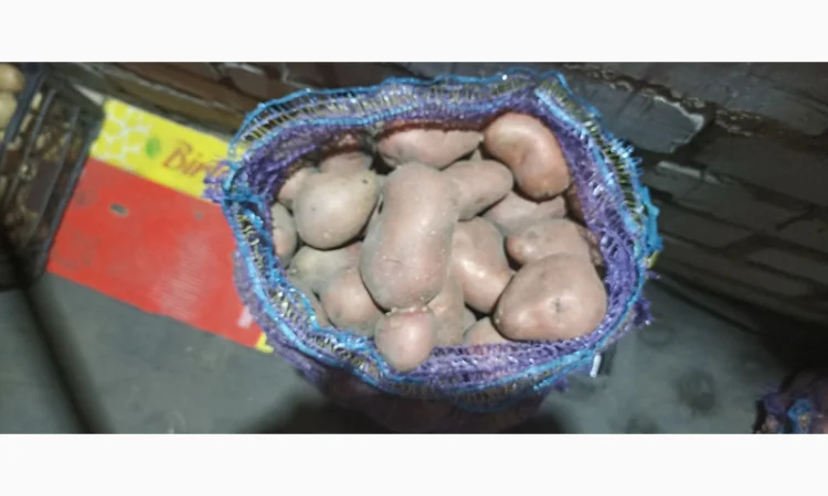 Куплю товарний картоплю хорошої якості - фото № 3