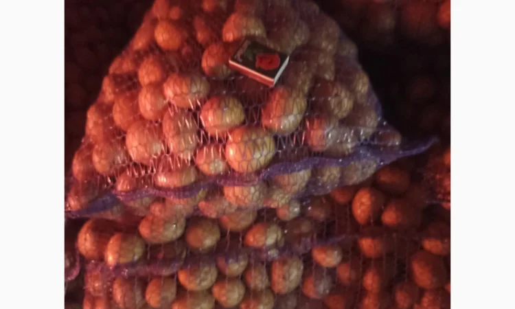 Семенной картофель Ривьера на продажу - фото № 1