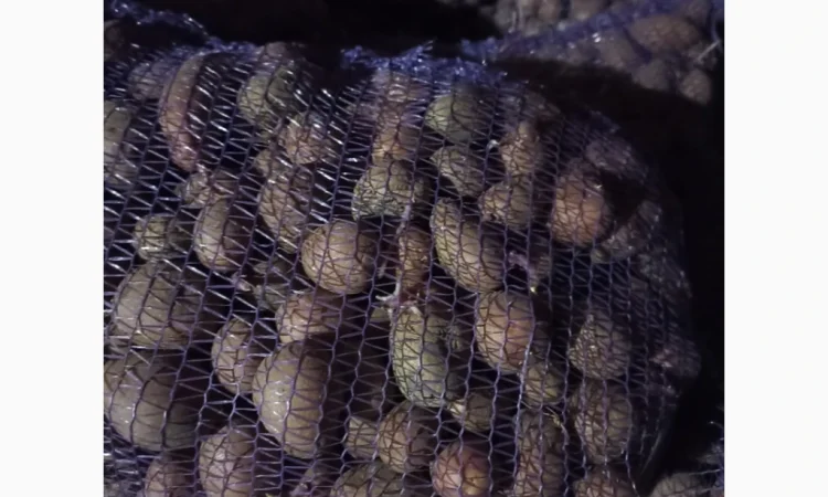 Пропонується семенний картопля Алуэт, ручна перебірка - фото № 3