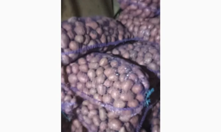 Семенная картопля Аризона на продаж - фото № 2