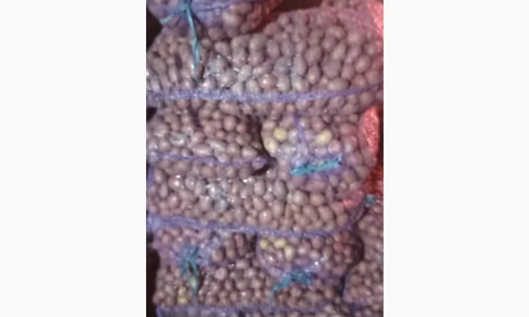 Семенная картопля Аризона на продаж - фото № 3