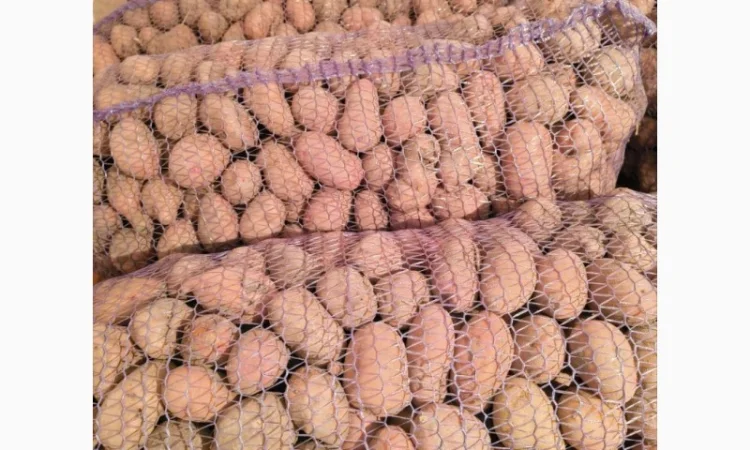 Продаж насіннєвої картоплі Слов'янка - фото № 1