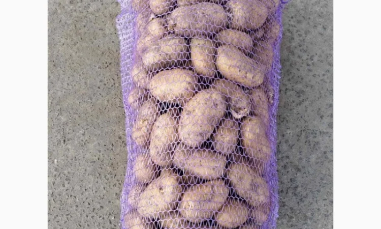 Продажа картофеля сорта Бельмонда - фото № 1