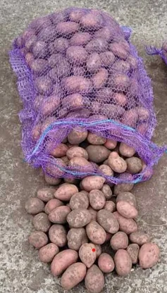 Продажа картофеля сорта Лабелла - фото № 1