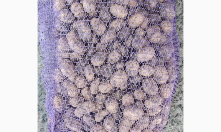 Продаж картоплі сорту Прада - фото № 1