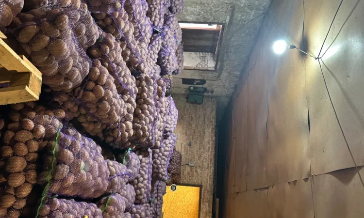 Продажа товарной картошки от населения - фото № 2