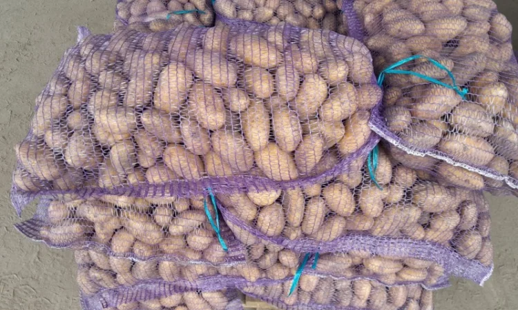 Продаж картоплі сорту Гранада урожаю 2025 - фото № 1