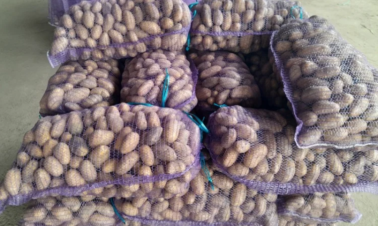 Продаж картоплі сорту Гранада урожаю 2025 - фото № 2