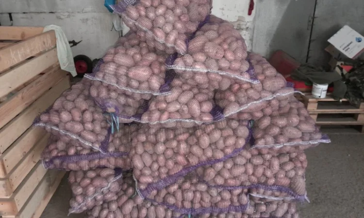 Продаж картоплі сорту Гранада урожаю 2025 - фото № 4
