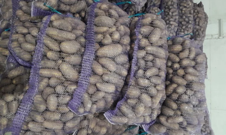 Продаж картоплі сорту Гранада урожаю 2025 - фото № 6