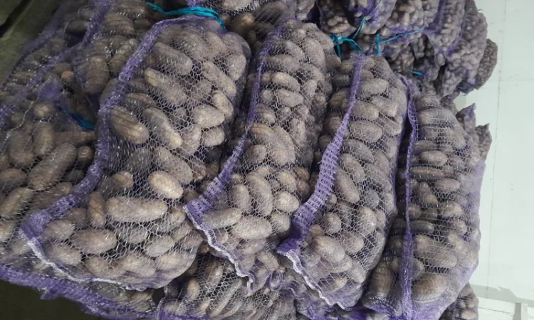 Продаж картоплі сорту Гранада урожаю 2025 - фото № 8