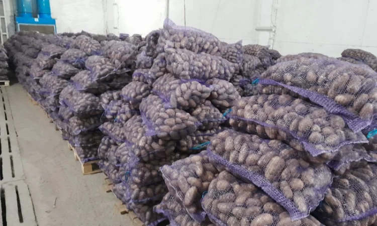 Продаж картоплі сорту Гранада урожаю 2025 - фото № 9