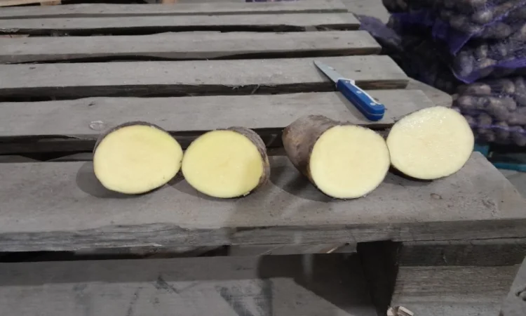 Куплю картоплю товарну сорт Гранада - фото № 8