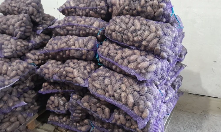 Куплю картоплю товарну сорт Гранада - фото № 12