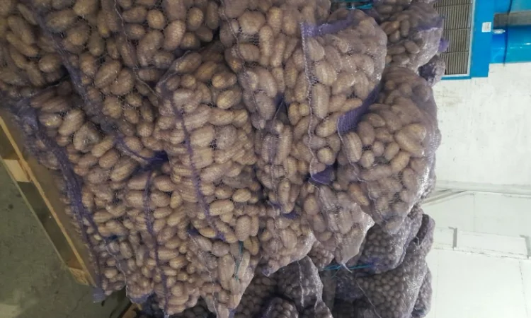 Куплю картоплю товарну сорт Гранада - фото № 1