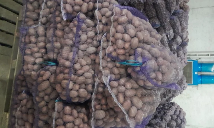 Куплю картоплю товарну сорт Гранада - фото № 2