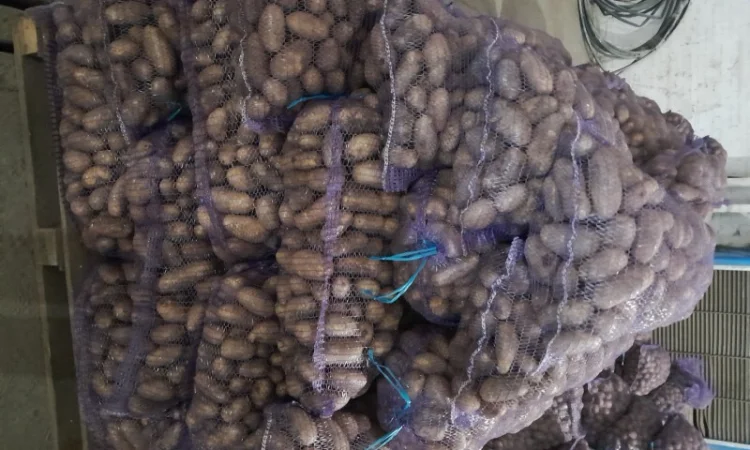 Куплю картоплю товарну сорт Гранада - фото № 3