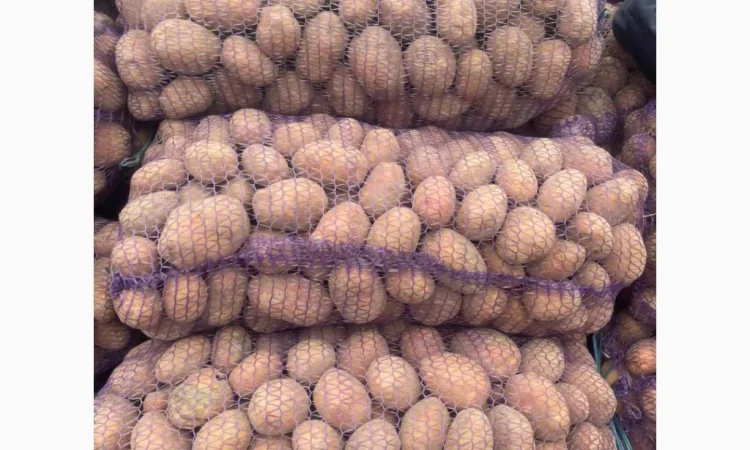 Куплю картоплю Белла Роса - фото № 1